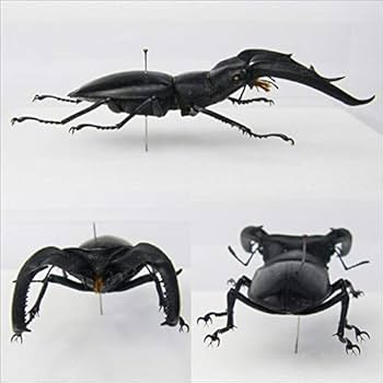 マンディブラリスフタマタクワガタ標本超特大 Amazon.co.jp: 虫の標本 マンディブラリスフタマタクワガタ